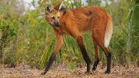 Click to watch 'Deserts and Grasslands' (popup) Planet Earth III